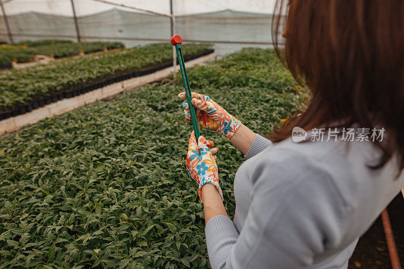 妇女手持测量植物生长的仪器