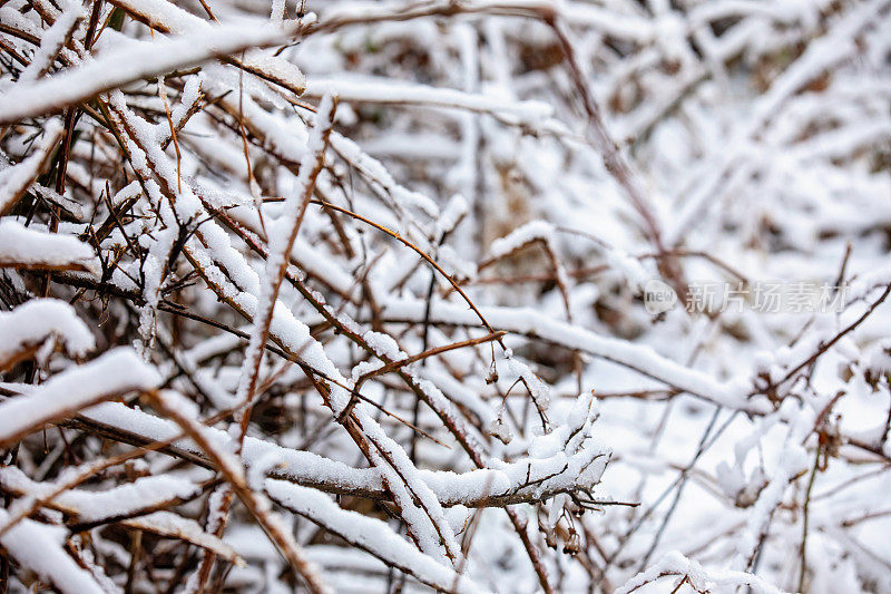 白雪覆盖的分支