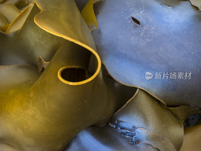 甲壳类和海洋生物学