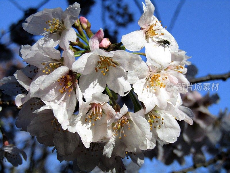 日本。3月底。樱花在美丽的阳光明媚的早晨雨后。