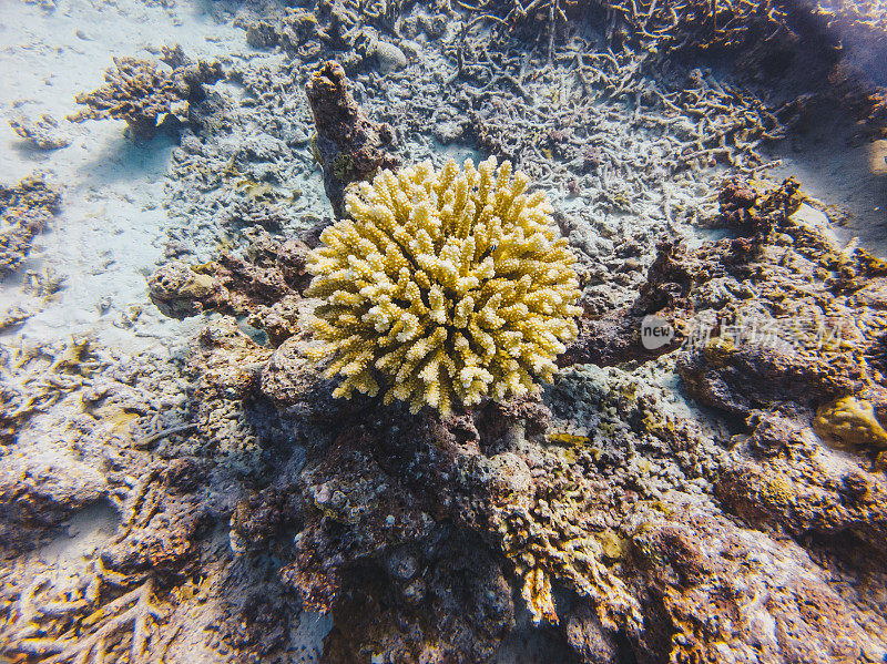 海底珊瑚礁的水下景观