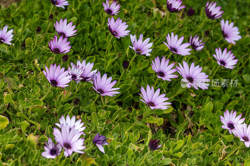 紫破骨菊，二形花，非洲雏菊花