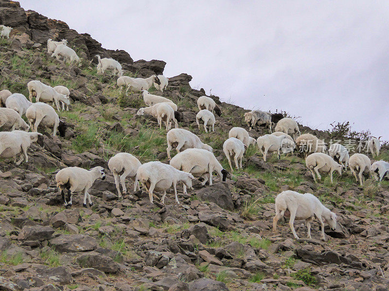 锡林浩特——内蒙古锡林浩特郊区，一只绵羊在陡峭的山坡上吃草。有一个败家子