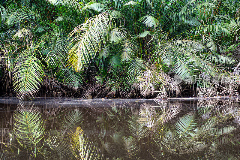 刚果河下游的红树林，靠近河口