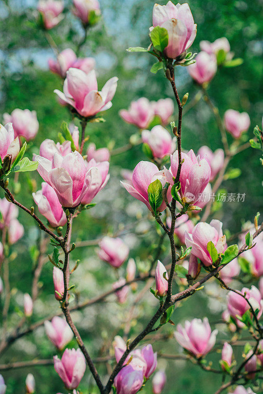 杏树开花