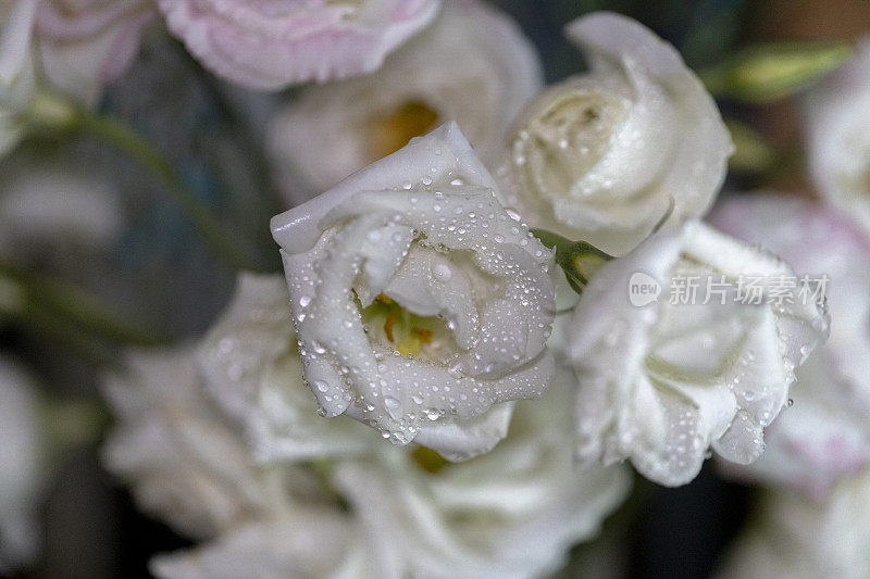 水滴在白玫瑰花瓣上