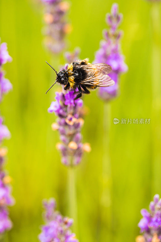 大黄蜂在一朵薰衣草花冠上采集花蜜