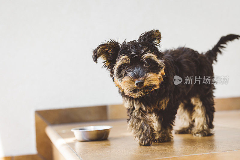 饥饿的约克郡小猎犬正在吃他的晚餐