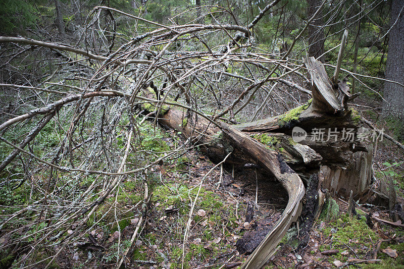 暴风雨过后公园里倒下的一棵树