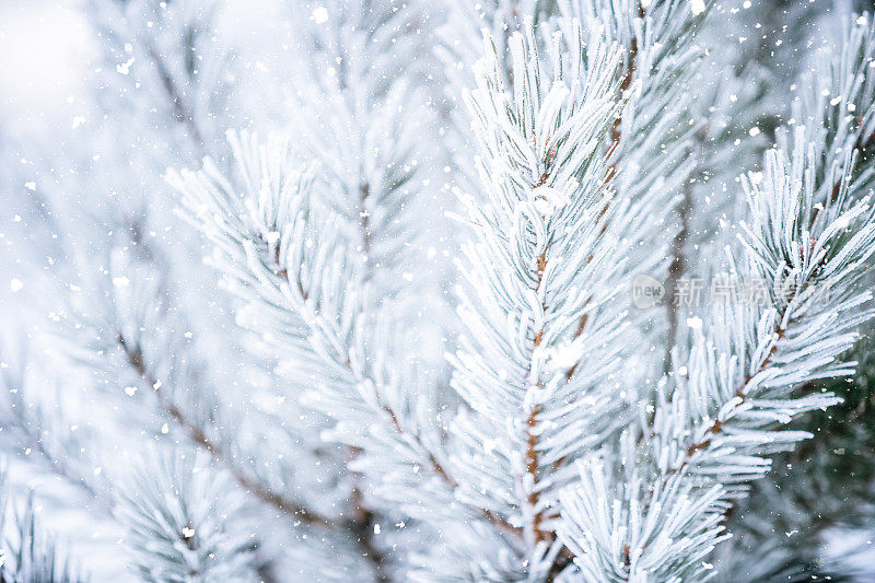 冬天的场景-冻松的树枝上覆盖着一层雪。森林里的冬天