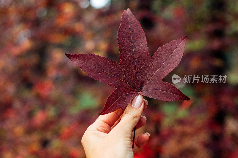 拿着一片秋叶的女人