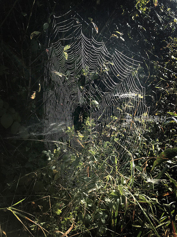 结网的蜘蛛