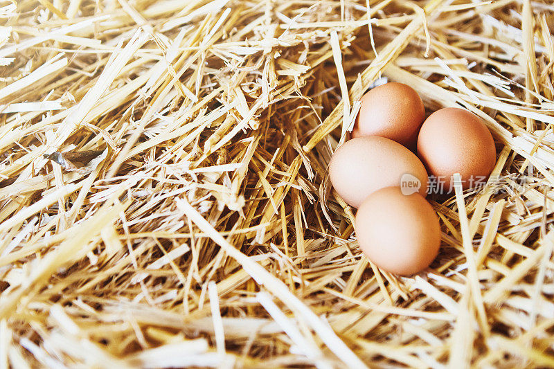 完美的棕色鸡蛋在农场的稻草里