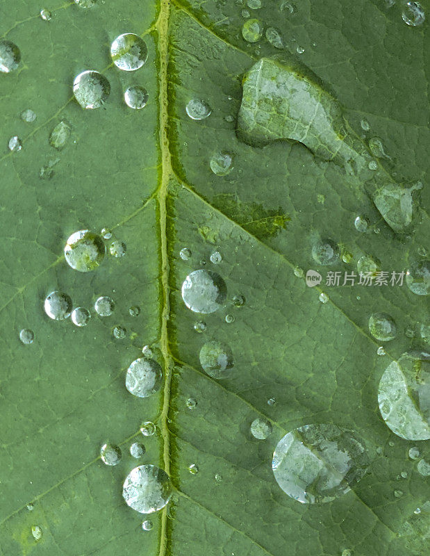 雨滴落在玫瑰叶子上