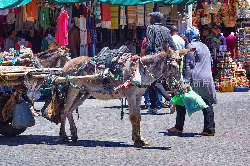 在一个阳光明媚的日子里，马拉喀什麦地那的驴。