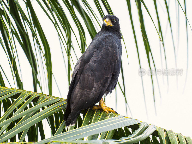 哥斯达黎加托土盖罗国家公园的带尾鹰