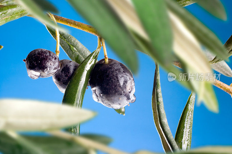 新鲜的橄榄树枝和黑橄榄