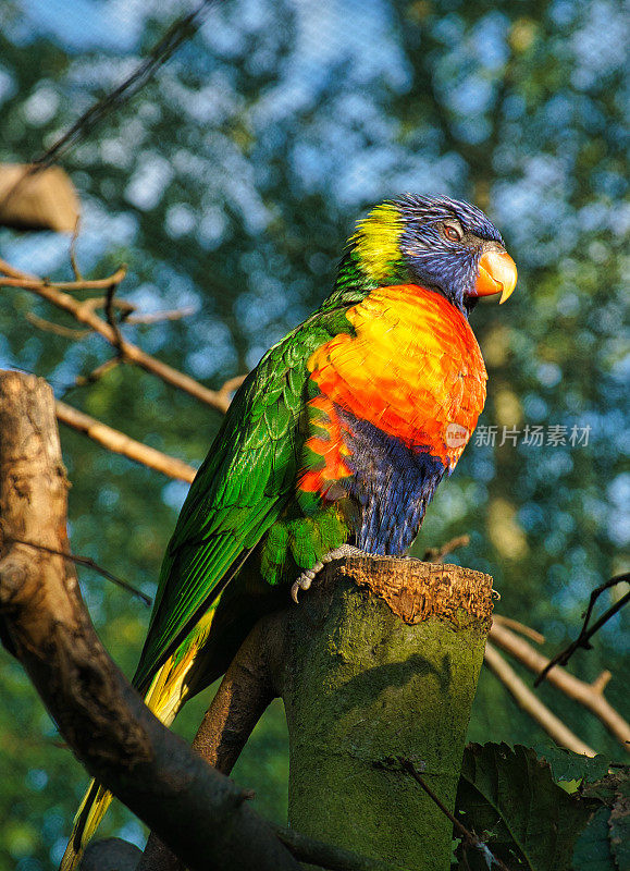 Lorikeet也简称Lori，是一种长着五颜六色羽毛的像鹦鹉的鸟。