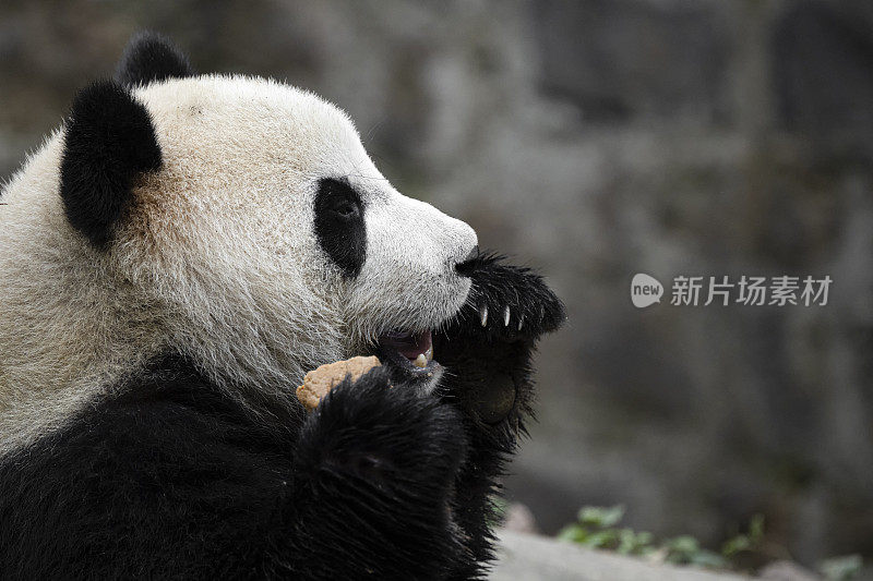 成都大熊猫在吃胡萝卜