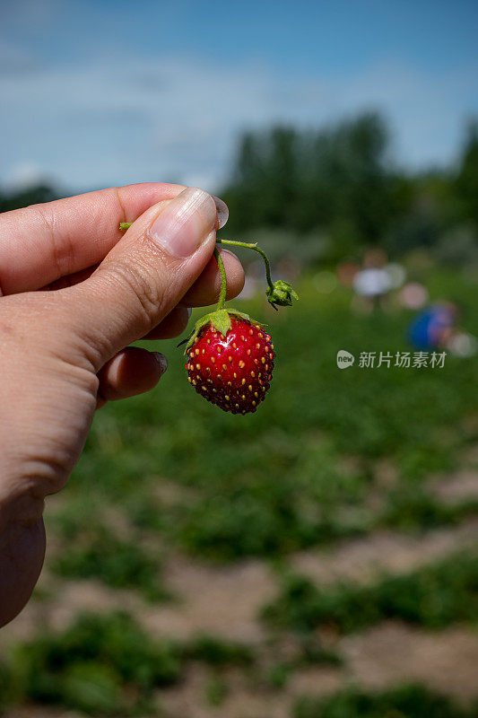 手里拿着草莓