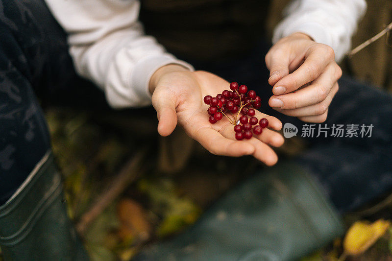 特写镜头，无法辨认的游客坐在树下的森林和手握野生红色浆果在阴雨天。