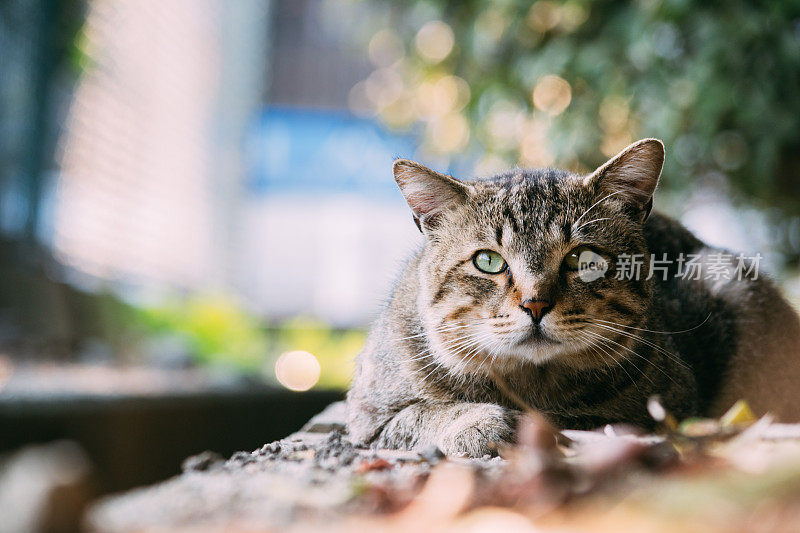 一只猫向上看的图像