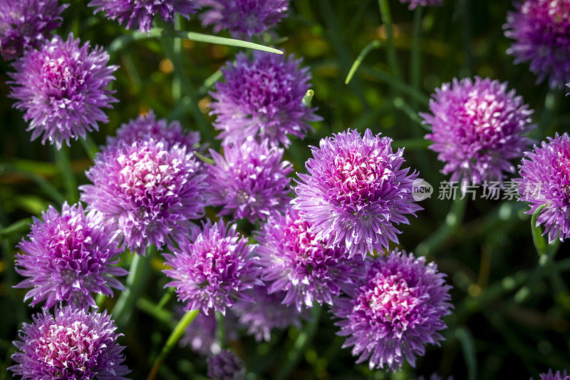 我花园里的韭菜(葱)