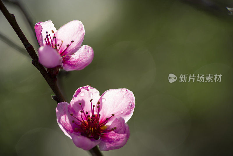 晨光中的紫色花朵