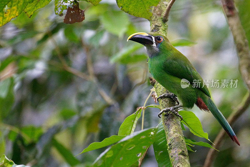 翡翠Toucanet南部