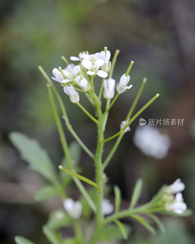 芥蓝(拟南芥)