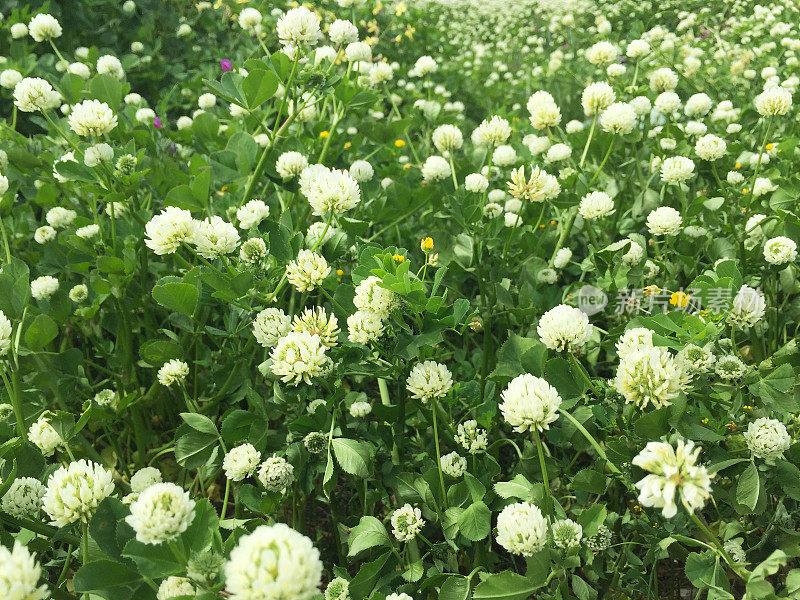 绿油油的田野开满鲜花