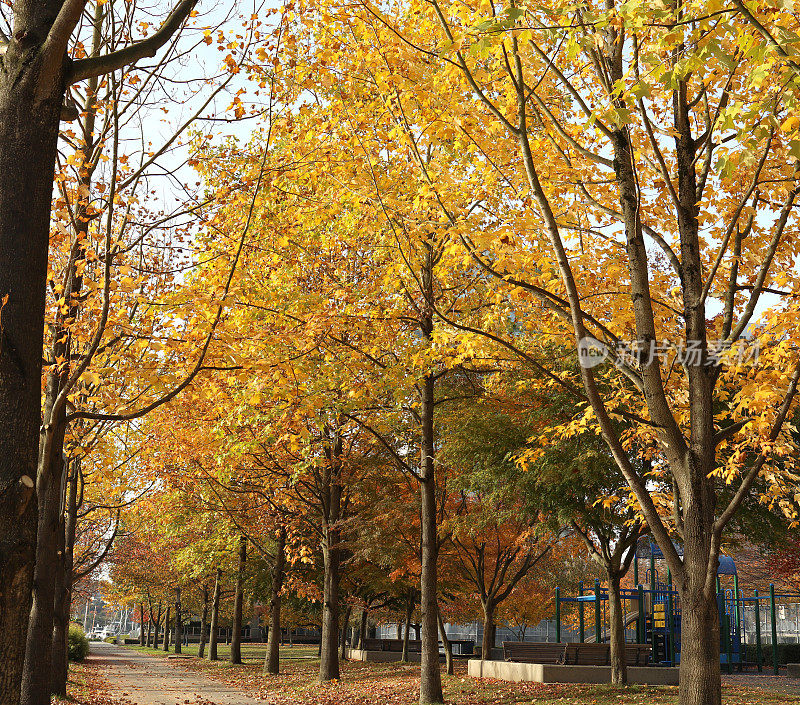 加拿大温哥华林大卫公园的秋叶