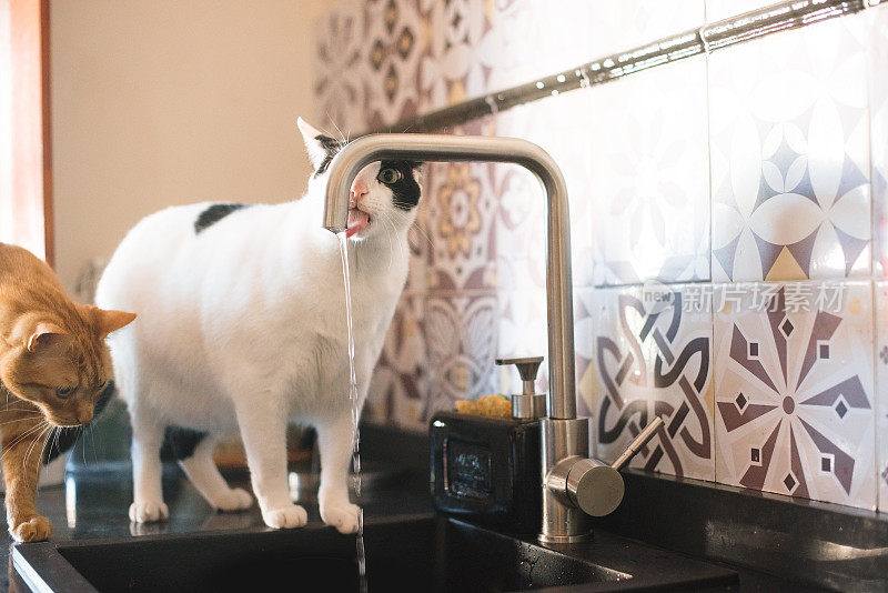 猫从厨房水龙头喝水