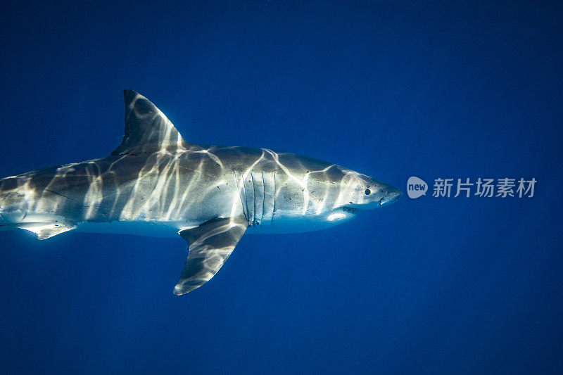 大白鲨是顶级掠食者，它在清澈透明的蓝色海洋中游弋