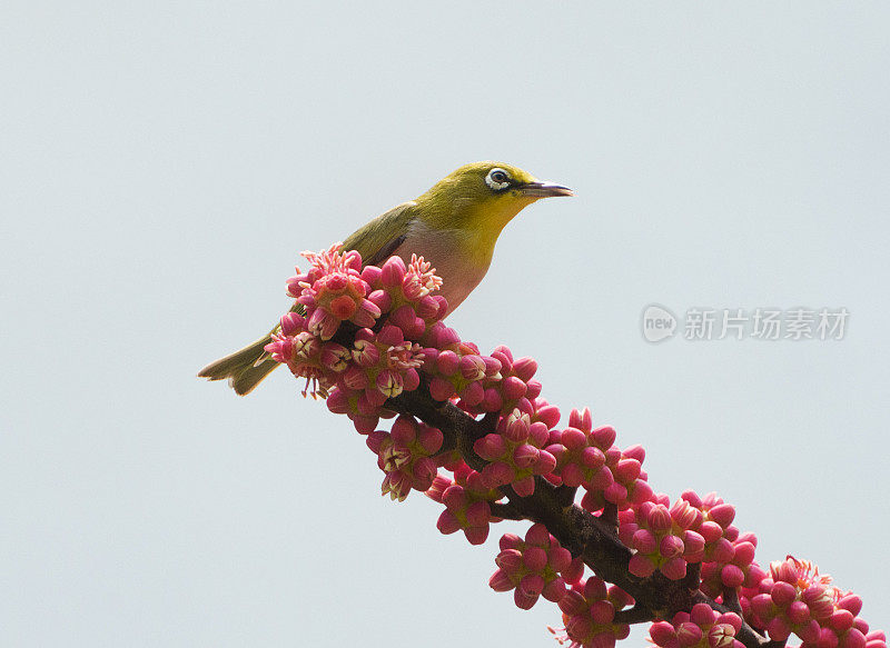 颤音白色的眼