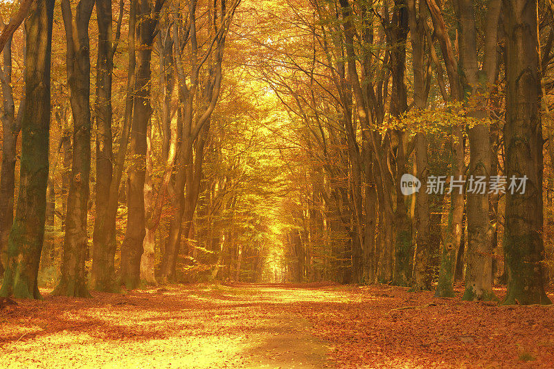 秋天穿过山毛榉林的小路