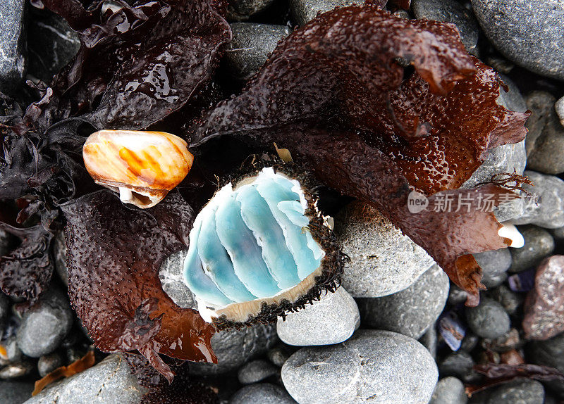 海滩上蓝色鳞片软体动物和海藻的特写。