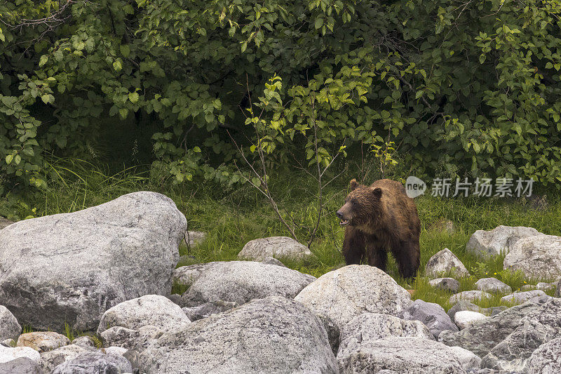 冰川湾国家公园的棕熊。