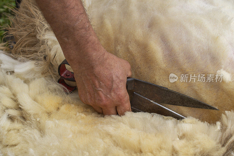 剪羊毛是用剪刀剪羊毛的过程