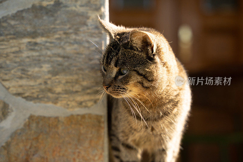 近距离的家猫享受和放松的太阳股票照片