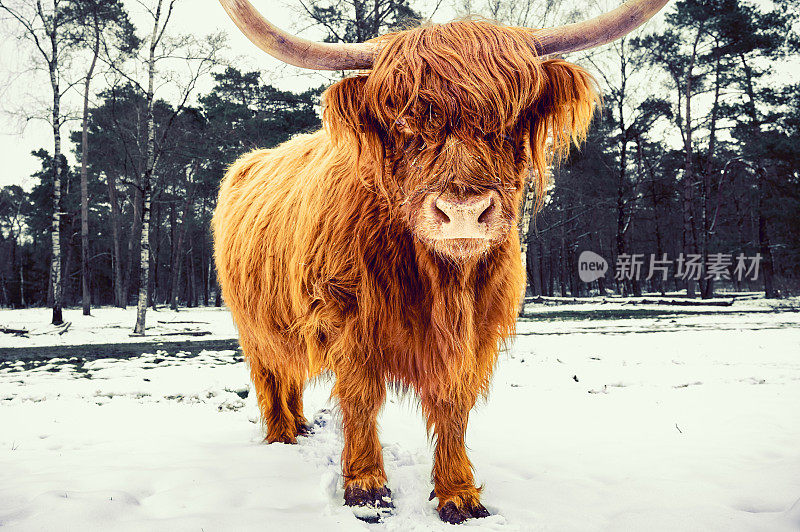 雪地里的苏格兰高地牛