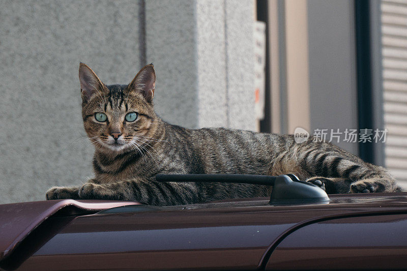 车顶上的虎斑猫