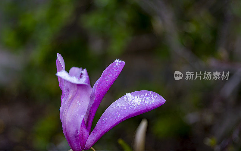 玉兰花上的一层薄薄的雪