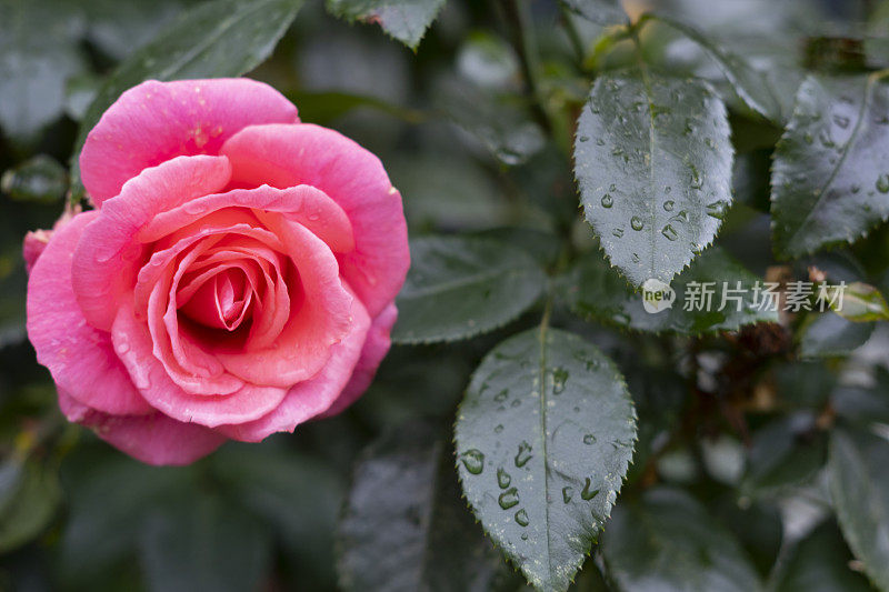 雨中一朵玫瑰