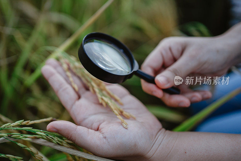 水稻研究，植物病害调查