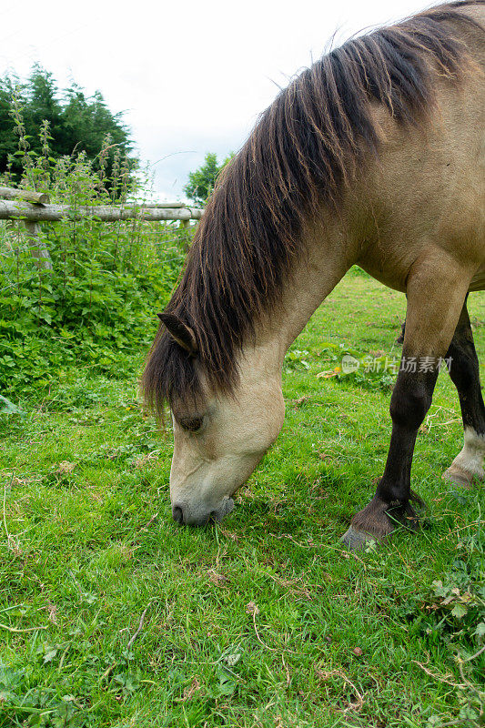 近距离拍摄漂亮的棕褐色小马驹吃草在什罗普郡农村的一个夏天的一天。