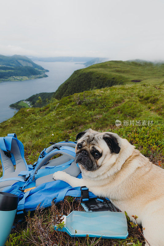 一只探索挪威美丽自然的狗