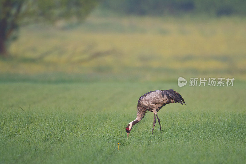 鸟类-普通鹤格鲁斯格鲁斯，走在草地上，春天的波兰欧洲
