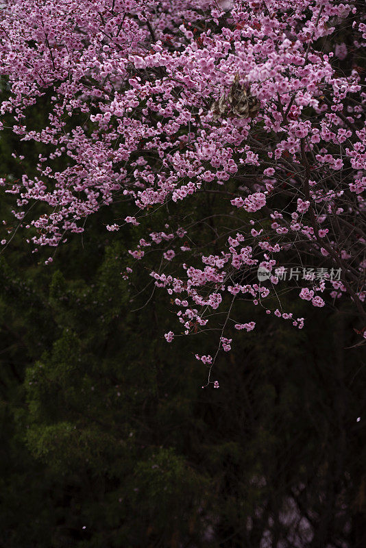 樱花盛开，花瓣纷纷落地