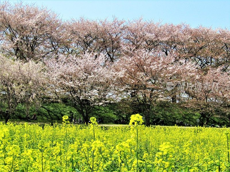 日本。四月初。油菜花田，樱花公园。